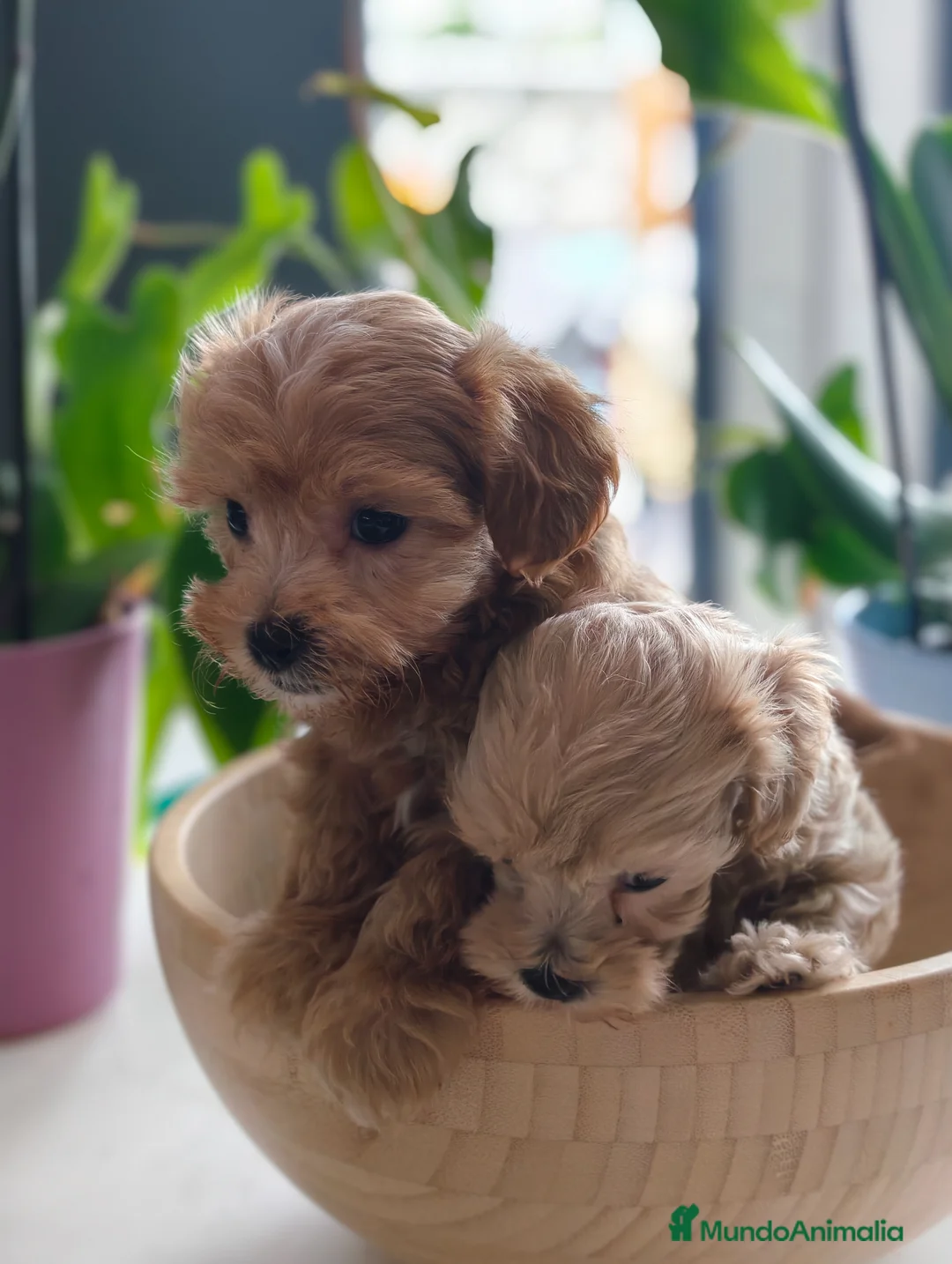 Maltipoo perros en venta: Maltipoo Toy hembras - Anuncio 1