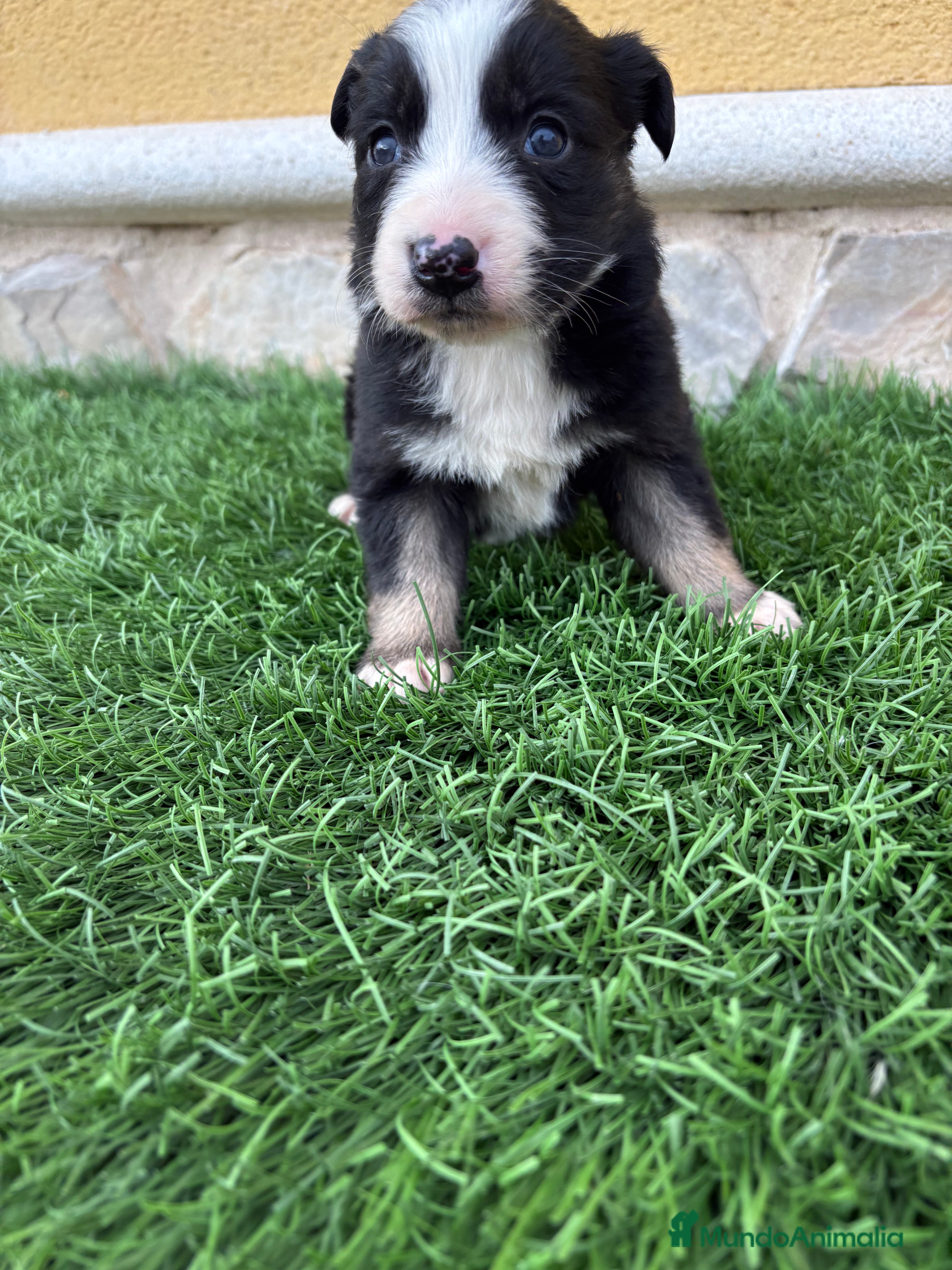 Border Collie perros Border Collie hembra negra blanca  - Anuncio 2