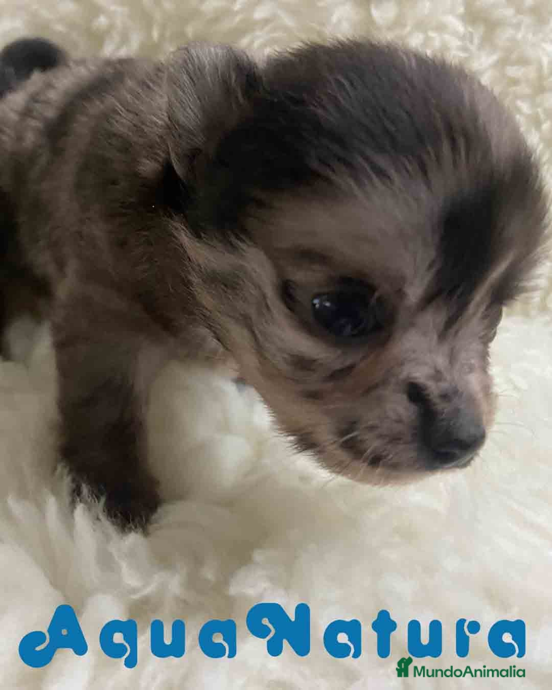Pomchi perros en venta: Pomchi Hembra 1 de Aspi y Manchitas AQUANATURA - Imagen 5