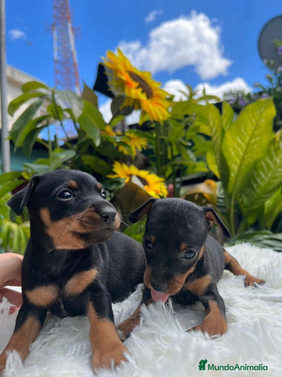Pinscher Miniatura perros Pinscher miniatura   en Ciudad Real - Anuncio 17