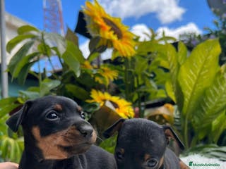 Pinscher Miniatura perros Pinscher miniatura en Ciudad Real - Anuncio 1