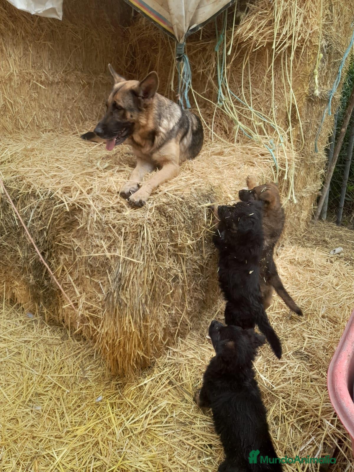 Pastor Alemán perros Cachorros pastor alemán de trabajo  - Anuncio 5