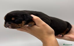 American Bully perros en venta: Cachorros de American Bully - Imagen 7