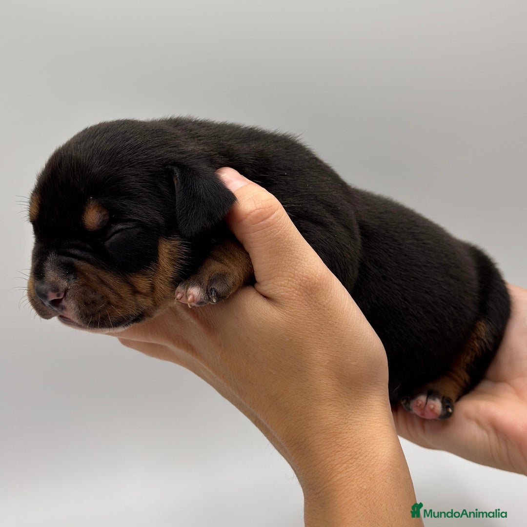 American Bully perros en venta: Cachorros de American Bully - Imagen 7