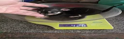 Chihuahua perros en venta: Macho chihuahua🐶🐾 - Anuncio 3