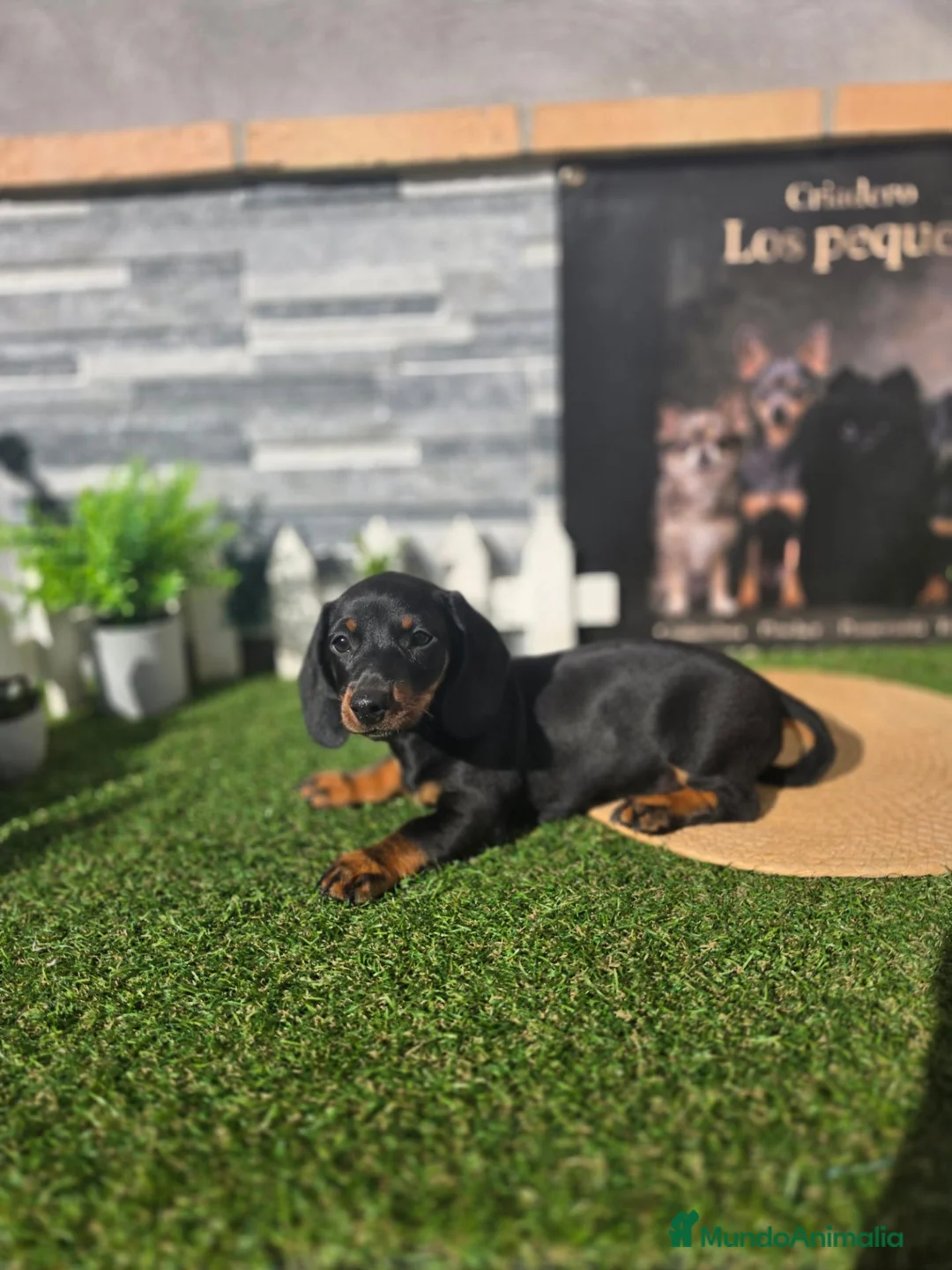 Teckel perros en venta: TECKELS  - Anuncio 1