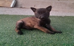 Pastor Belga Malinois perros en venta: PASTOR BELGA MALINOIS - Imagen 10