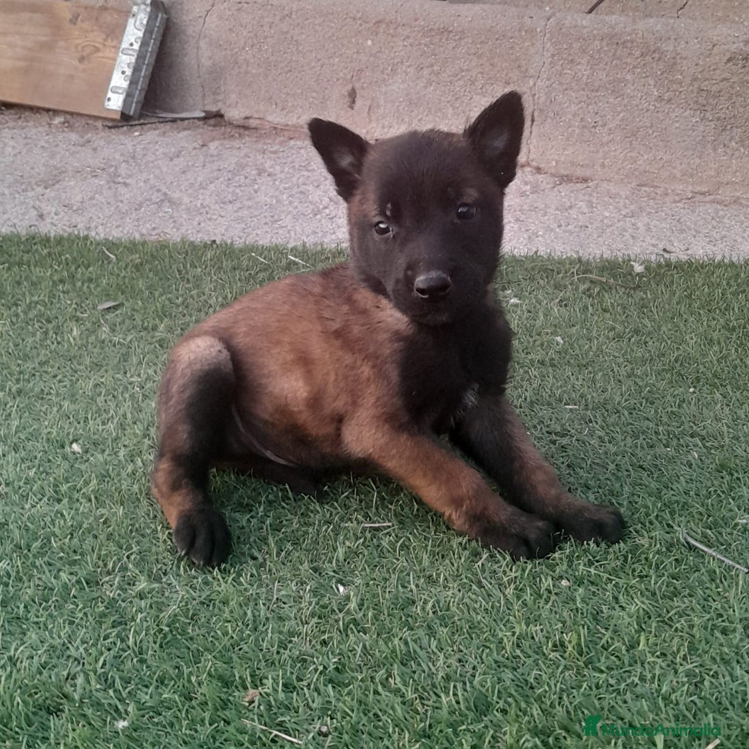 Pastor Belga Malinois perros en venta: PASTOR BELGA MALINOIS - Imagen 10