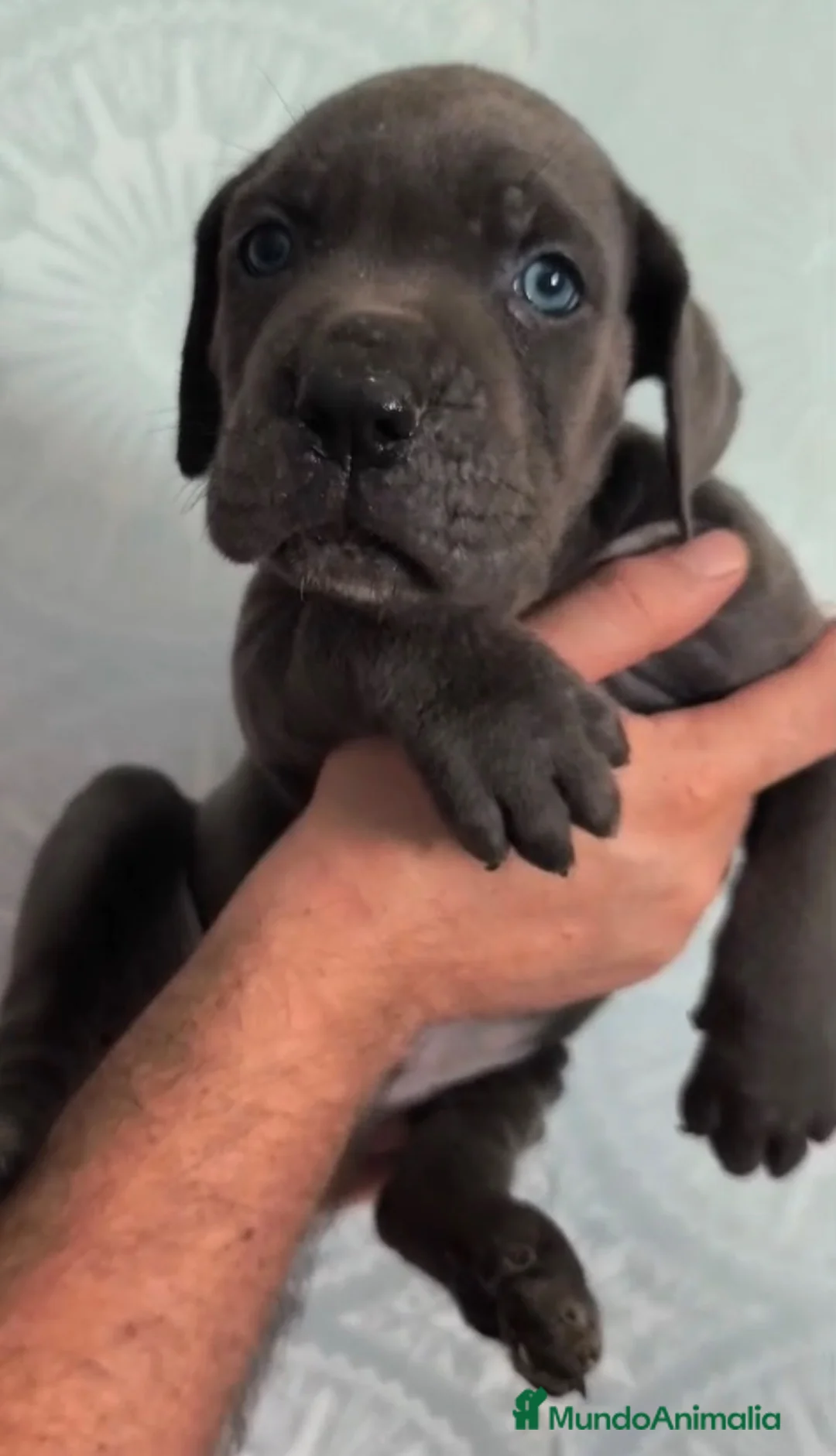 Cane Corso perros en venta: Cane corso linea campeones de belleza  - Anuncio 2