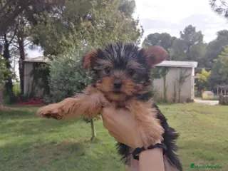 Yorkshire Terrier perros Cachorro de yorkshire macho - Anuncio 9