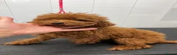 Caniche Toy perros en venta: Camada Caniches - Anuncio 2