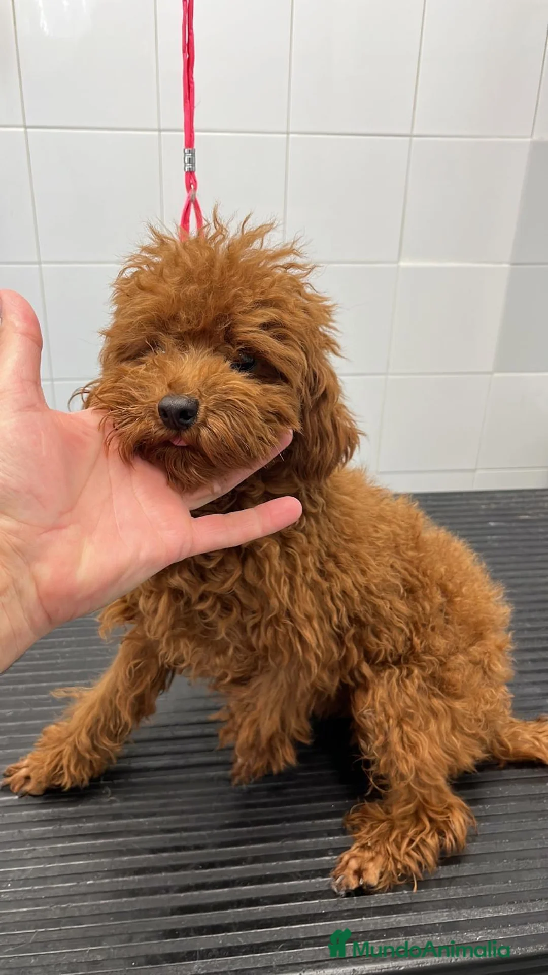 Caniche Toy perros en venta: Camada Caniches - Anuncio 2