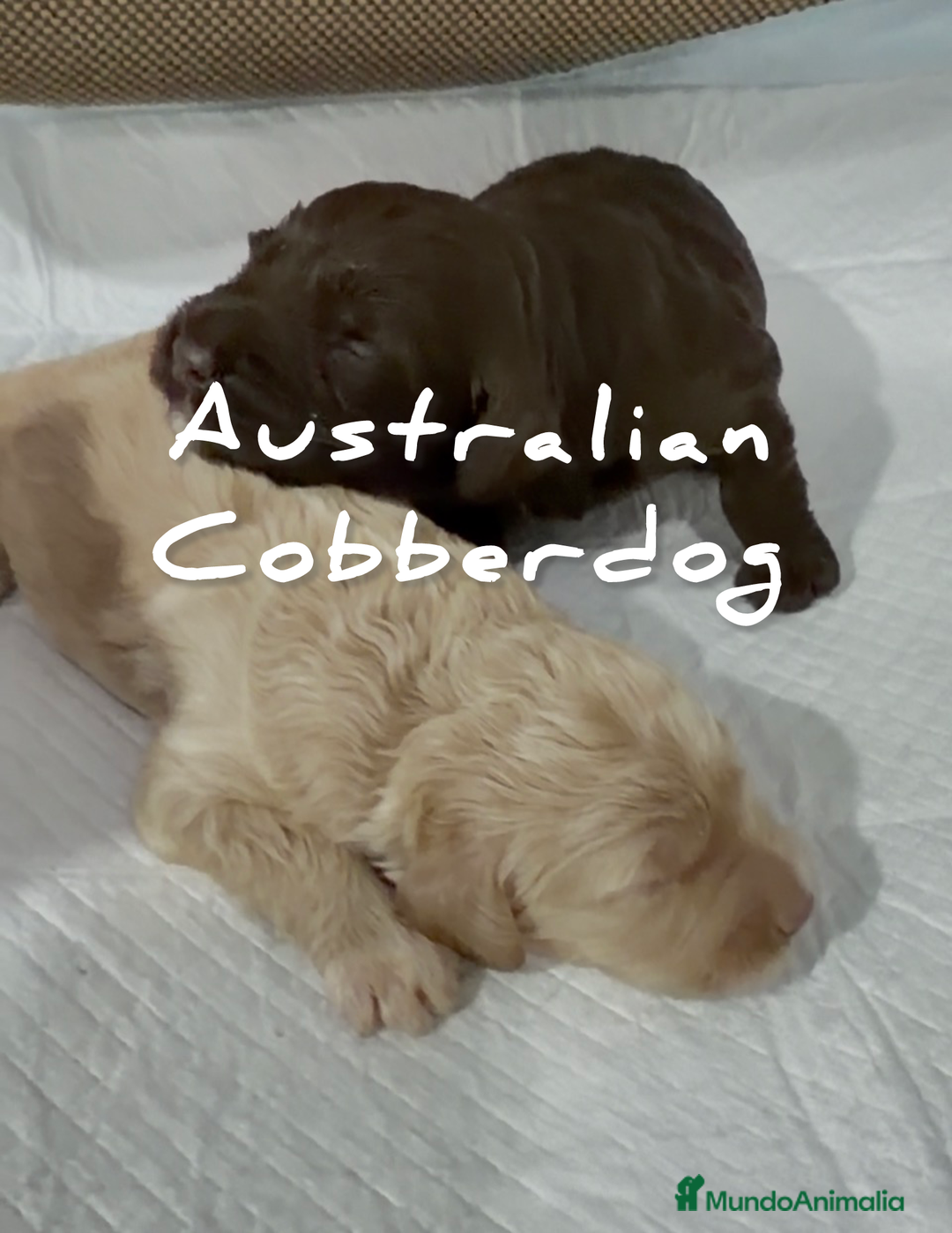Labradoodle perros en venta: AUSTRALIAN COBBERDOG, CACHORROS reconocidos  MDBA - Anuncio 1
