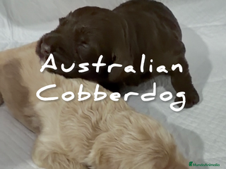 Labradoodle perros AUSTRALIAN COBBERDOG, CACHORROS reconocidos MDBA - Anuncio 1