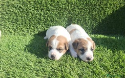 Jack Russell Terrier perros en venta: Jack Russell juguetones bicolor - Imagen 1