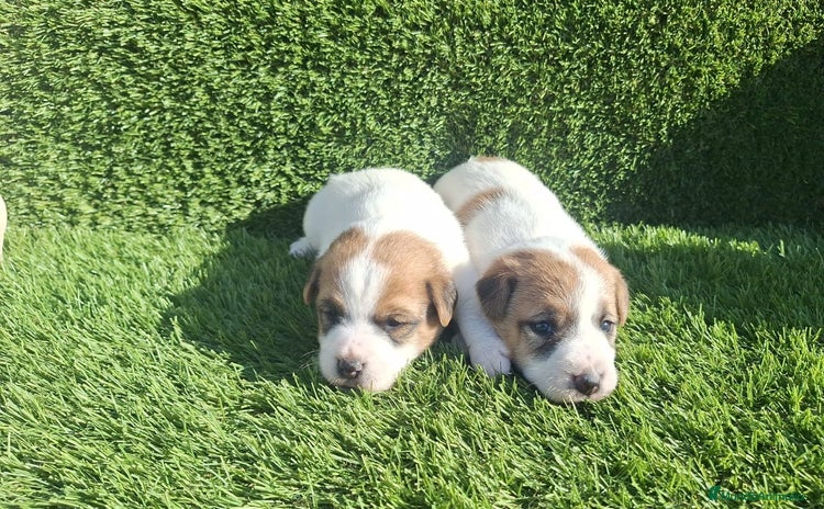 Jack Russell Terrier perros - Anuncio 8