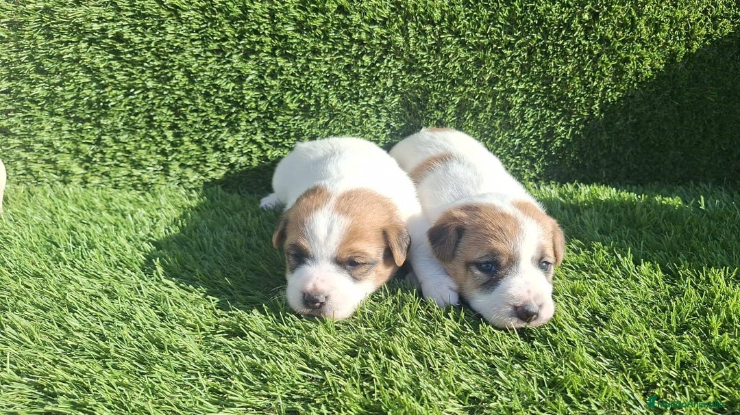 Jack Russell Terrier perros en venta: Jack Russell juguetones bicolor - Imagen 1