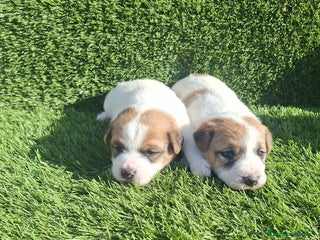 Jack Russell Terrier perros - Anuncio 1