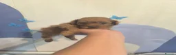 Caniche Toy perros en venta: Caniche en Curtis ...la Coruña  - Anuncio 1