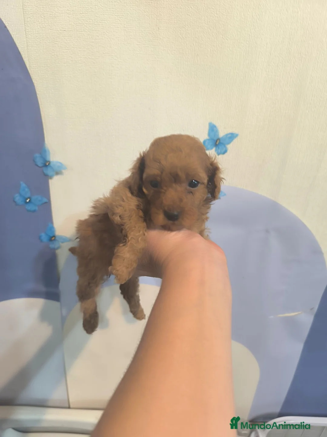 Caniche Toy perros en venta: Caniche en Curtis ...la Coruña  - Anuncio 1