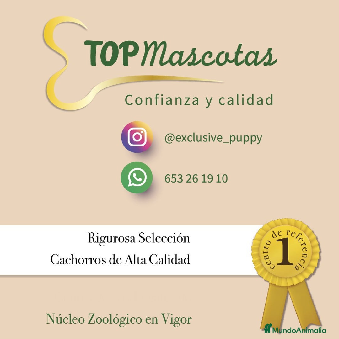 Chihuahua perros en venta: 🌸 Exclusiva Chihuahua Miniatura 🥇 - Imagen 5
