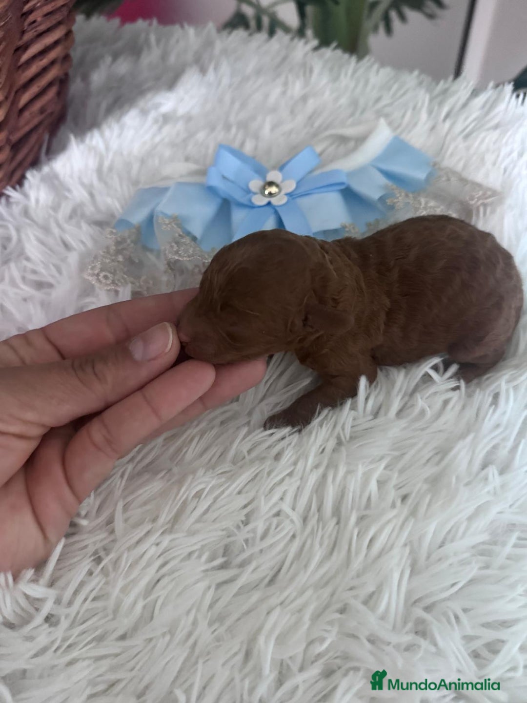 Caniche Toy perros en venta: CANICHE ROJO - Anuncio 11