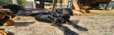 Raza Mixta Cachorro 3
