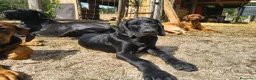 Raza Mixta perros en venta: 🐾 NUEVA CAMADA 2026 – GRAN CRESTADO - Anuncio 7