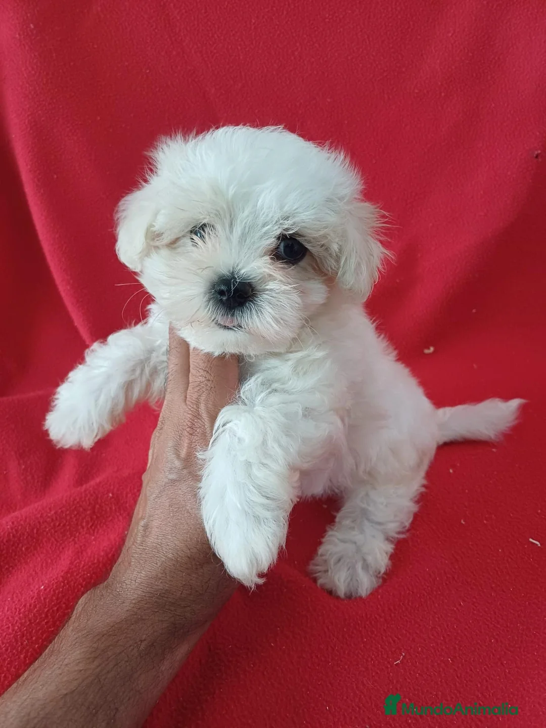 Bichón Maltés perros en venta: Bichon Maltés Americano  - Anuncio 1