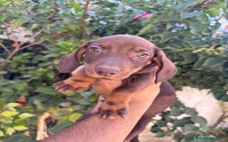 Teckel Miniatura perros en venta: Teckel miniatura chocolate  - Imagen 2