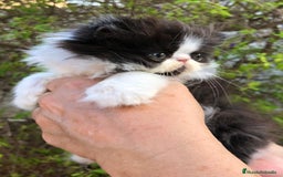 Persa gatos en venta: Gatitos Persas Machos y Hembras - Imagen 4