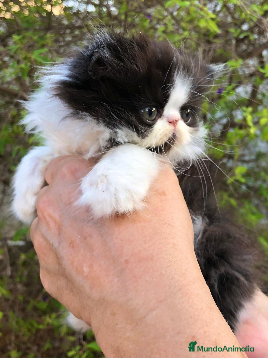 Persa gatos en venta: Gatitos Persas Machos y Hembras - Imagen 4