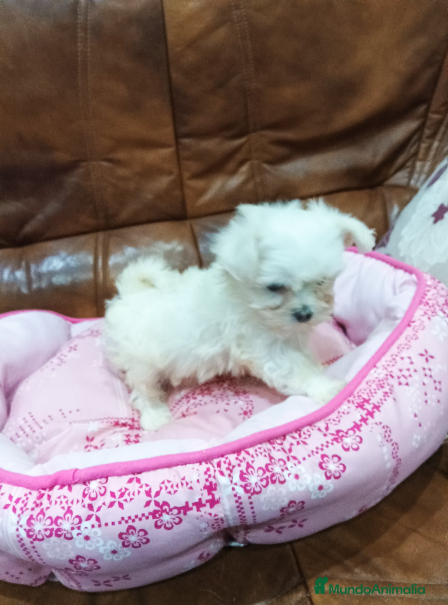 Bichón Maltés perros BICHON MALTES  - Anuncio 1