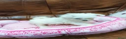 Bichón Maltés perros en venta: BICHON MALTES  - Anuncio 1