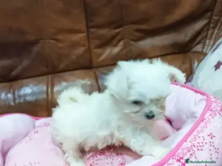 Bichón Maltés perros BICHON MALTES - Anuncio 1