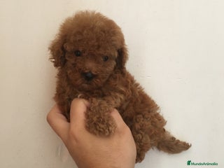 Caniche Toy perros en Madrid - Anuncio 30