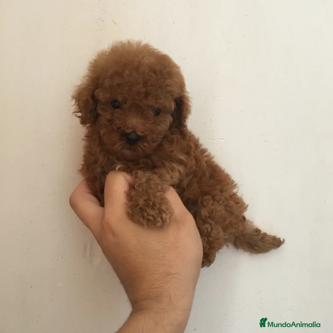 Caniche Toy perros en venta: IMPRESIONANTES CANICHES TOYS 😍🐶 en Madrid - Anuncio 1