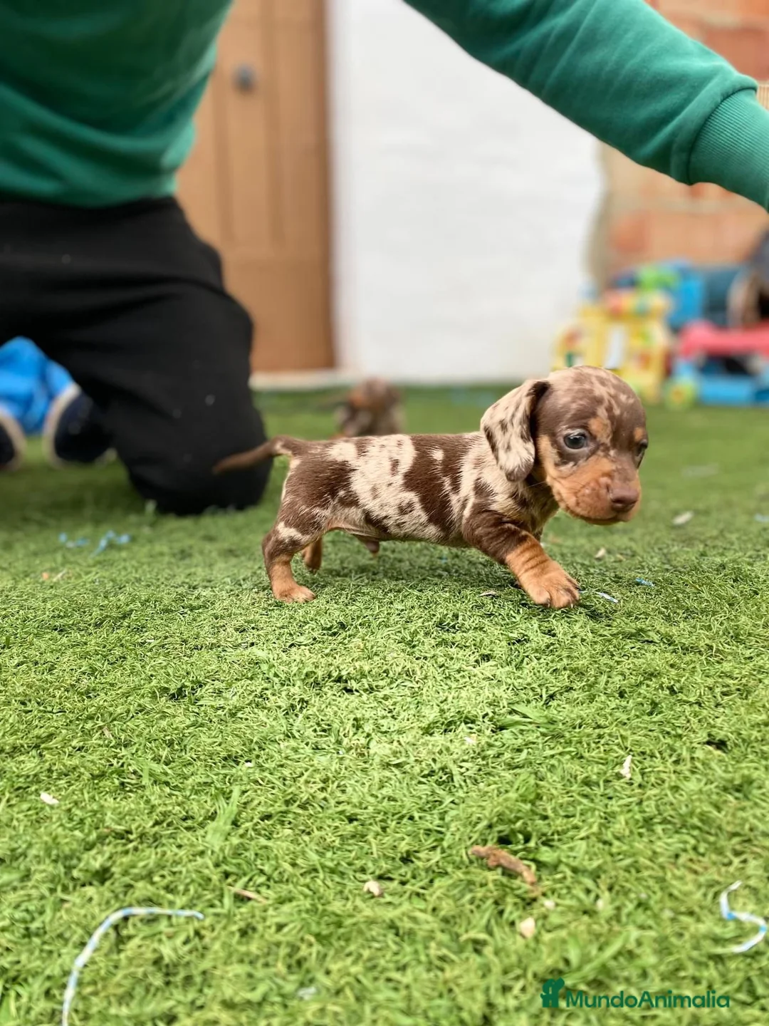 Teckel Miniatura perros en venta: cachorros de teckel miniatura arlequín chocolate  - Anuncio 3