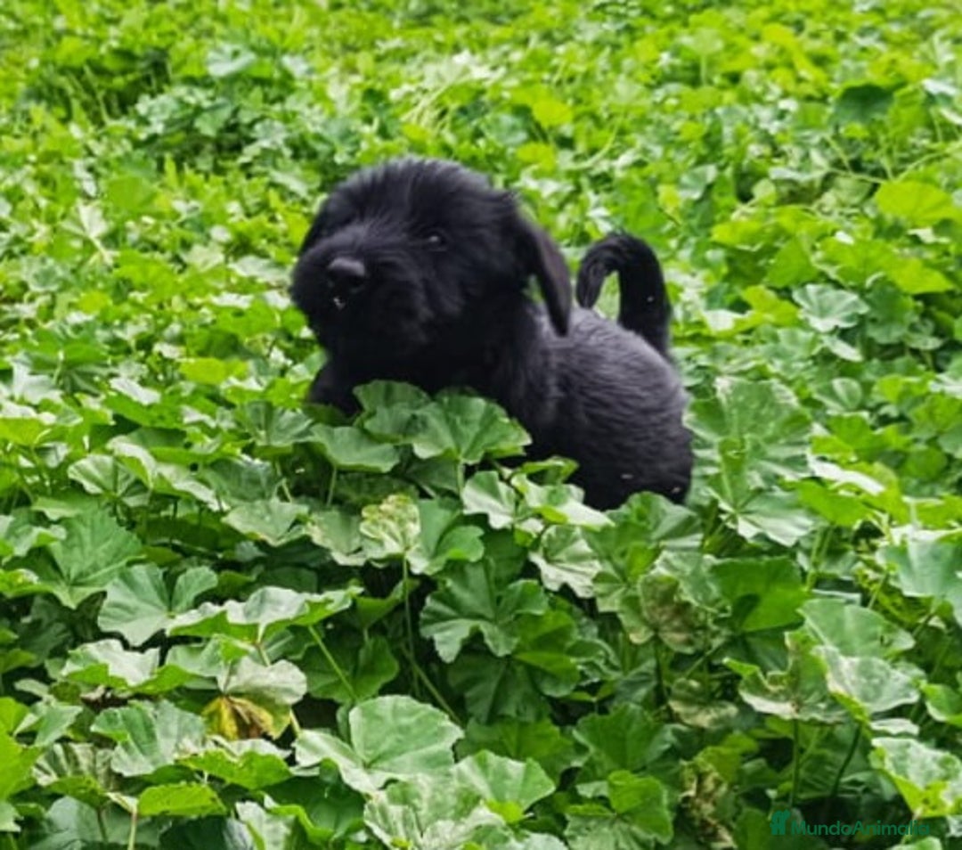 Schnauzer Gigante perros en venta: Schnauzer gigante  - Anuncio 5