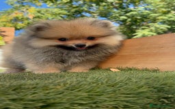 Pomerania perros en venta: POMERANIA - Imagen 2
