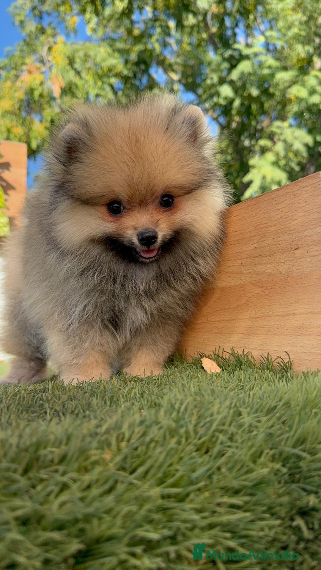 Pomerania perros en venta: POMERANIA - Imagen 2