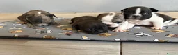 Bulldog Francés perros en venta: Bulldog frances - Anuncio 10