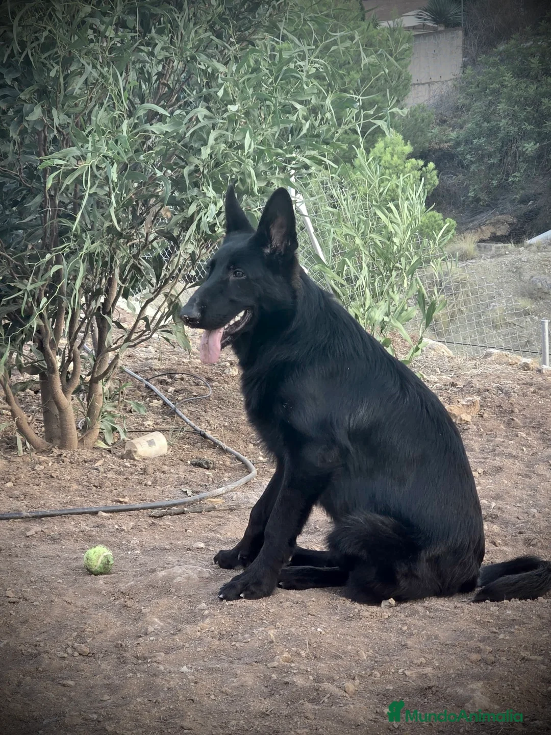 Raza Mixta perros en venta: Cachorros en Caraby Benidorm  - Anuncio 6