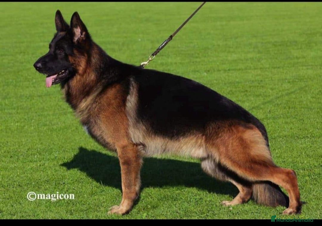 Pastor Alemán perros en venta: Tuna De Los Malvares - Anuncio 6