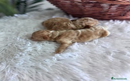 Caniche Toy perros en venta: CANICHE TOY - Imagen 3