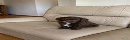 Labradoodle perros en venta: Labradoodle únicos  - Anuncio 3