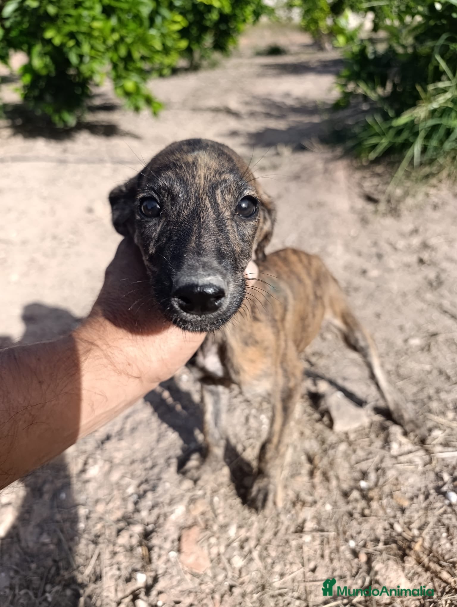 Galgo Español perros camada galgo español  - Anuncio 2