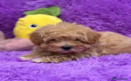 Maltipoo perros en venta: Maltipoo - Imagen 3