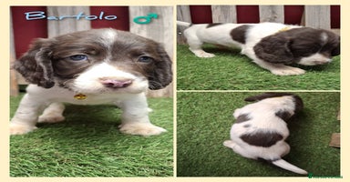 English Springer Spaniel perros - Anuncio 16
