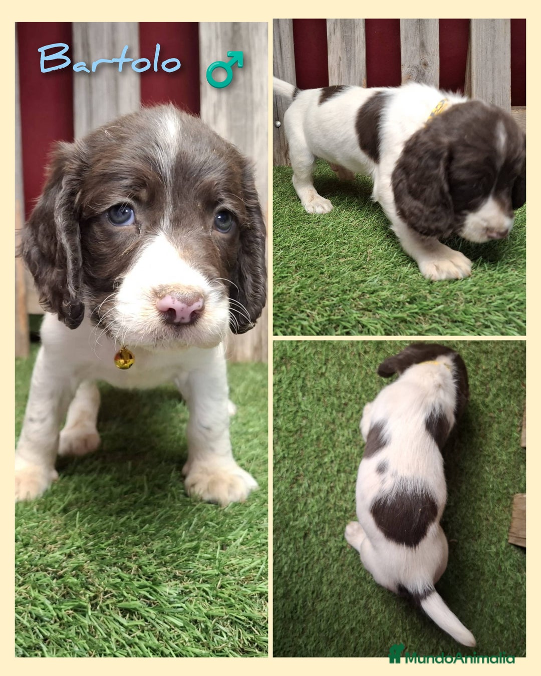 English Springer Spaniel perros en venta: Cachorros Springer Spaniel - Imagen 3